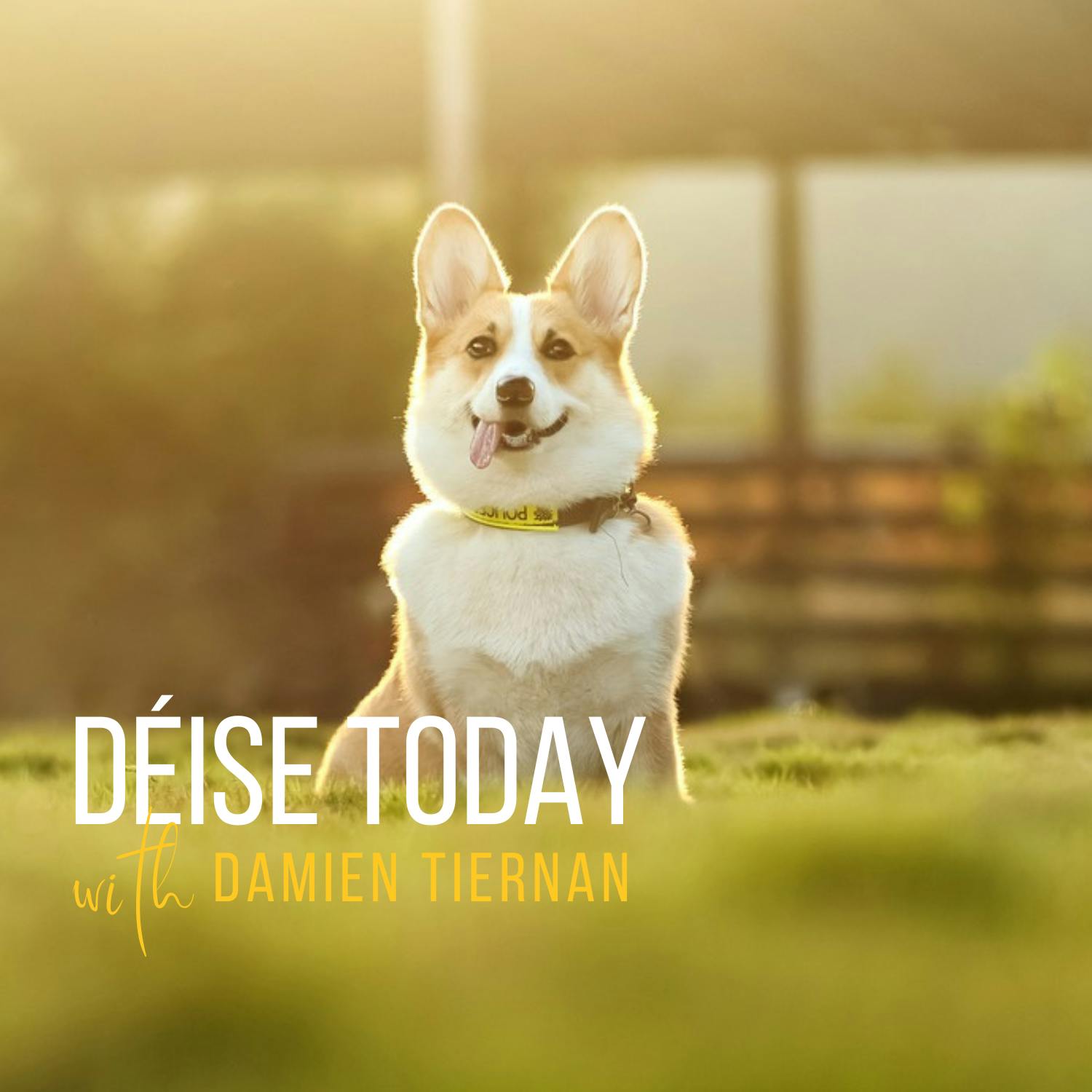 navigating the loss of an animal