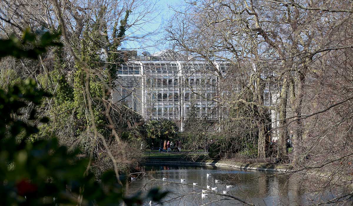 03/03/2026 Dublin Irish Leinster Ireland. Photo shows ducks in the water in Stephens Green Dublin while enjoying the sun shine as the weather takes a turn for the better. Photo: Sasko Lazarov/© RollingNews.ie