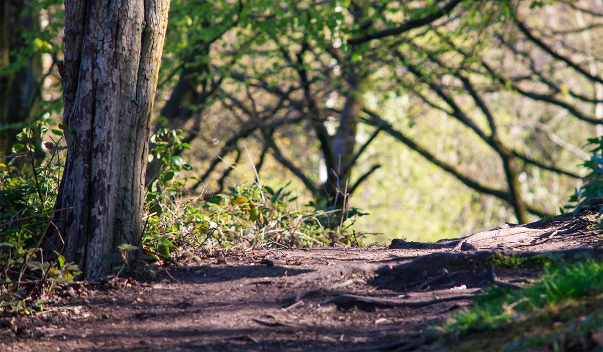 Witton Country Park