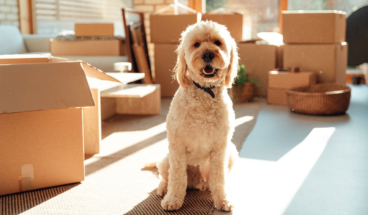 pet rent
