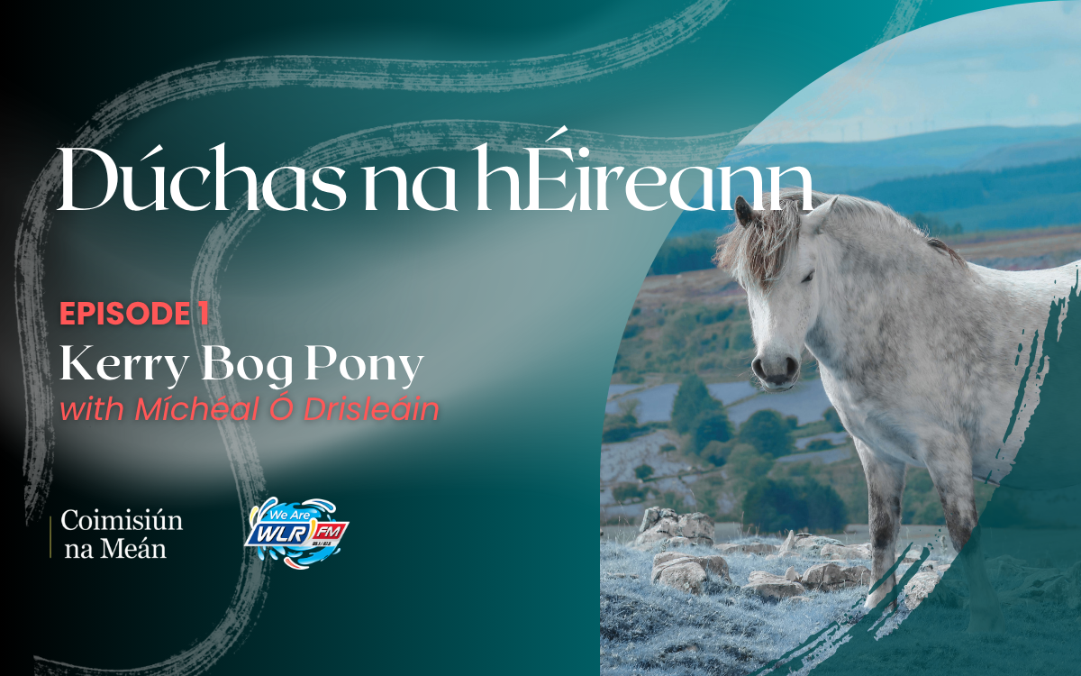 Kerry Bog Pony