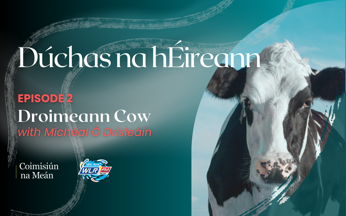 Droimeann Cow