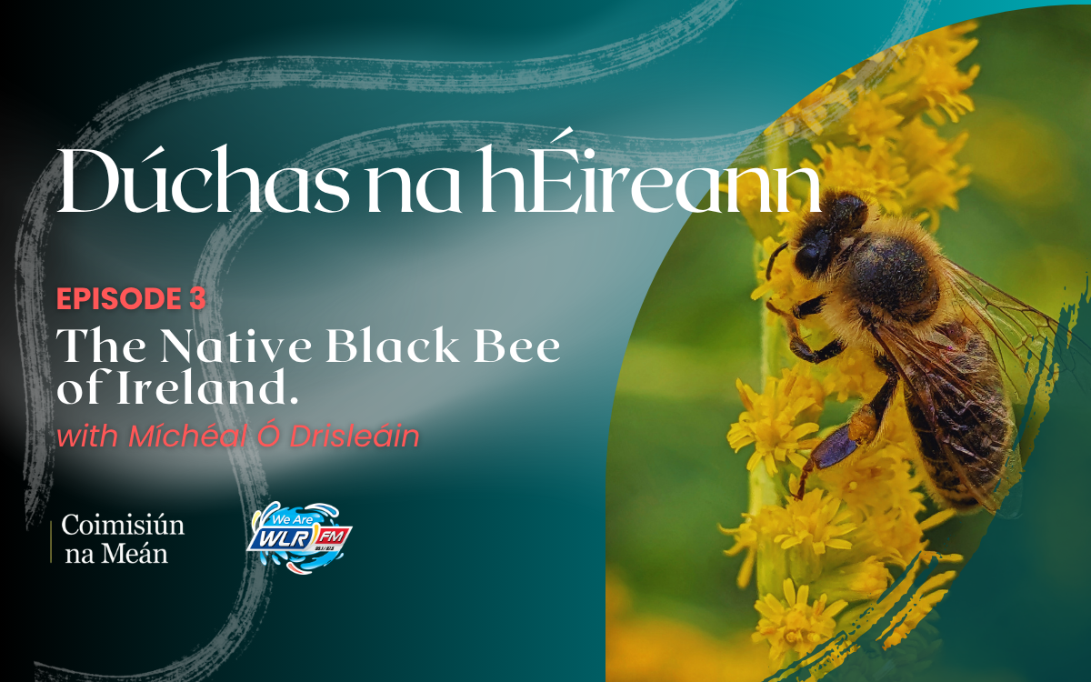 Native Irish Black Bee