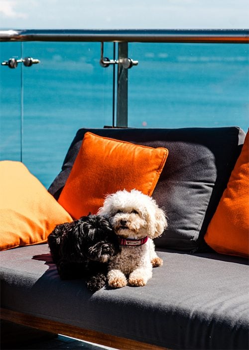 Cliff dogs e1781627832824