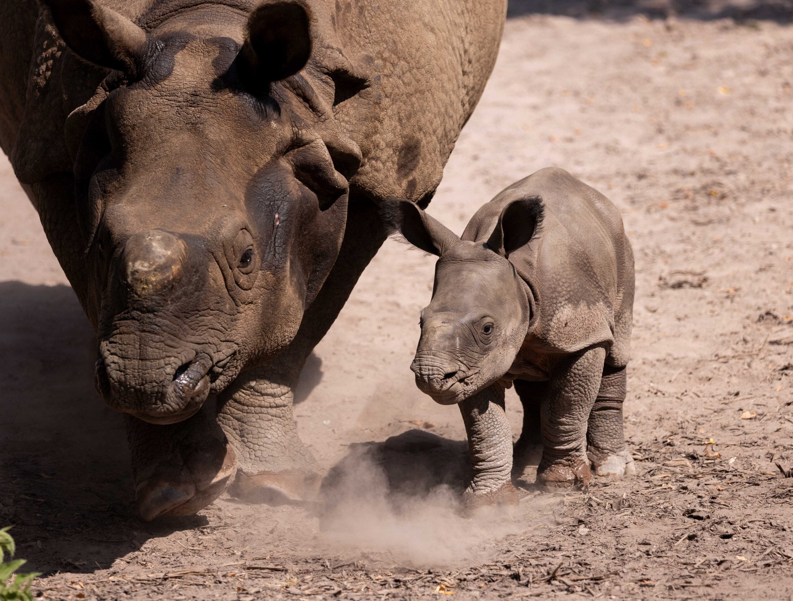 Indian Rhinoceros