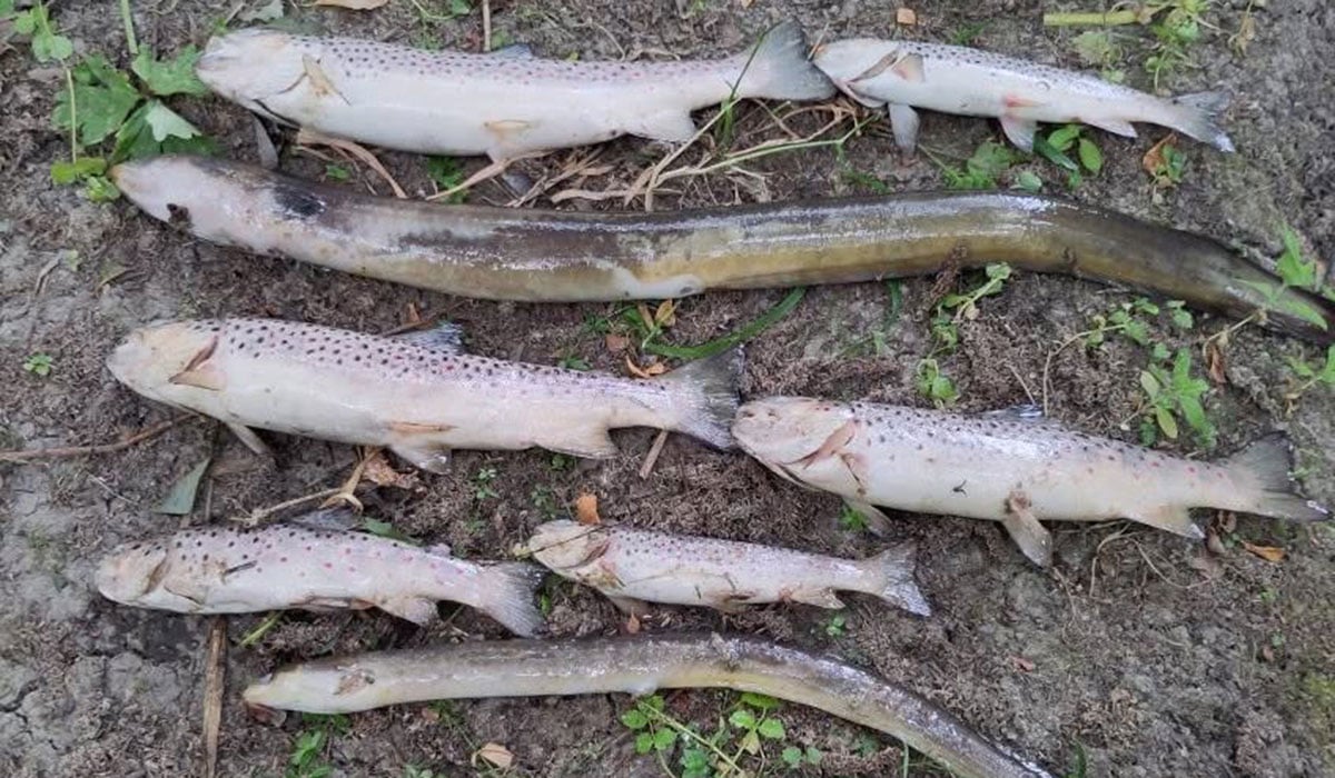 Pic: Inland Fisheries Ireland/Facebook