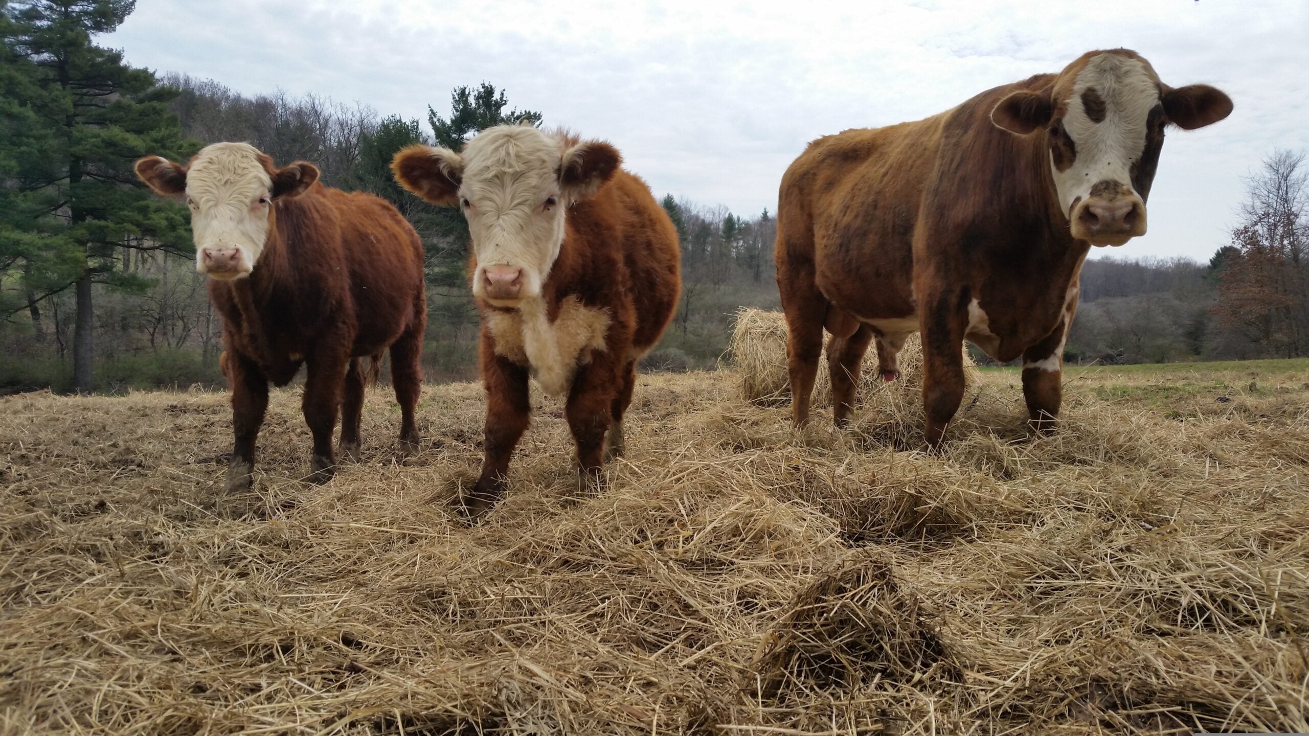 Waterford Dairy Farmers