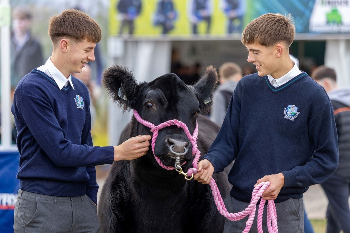 Certified Irish Angus 2
