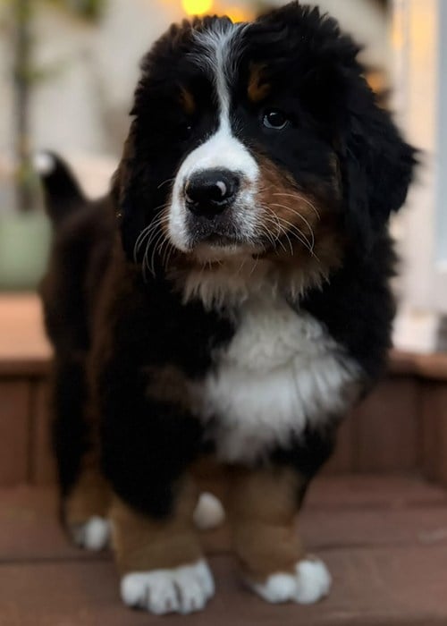 Tommy and Yvonne Tiernan's new dog. Pic: Yvonne Tiernan/Instagram
