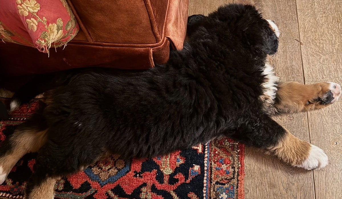 Tommy and Yvonne Tiernan's new dog. Pic: Yvonne Tiernan/Instagram