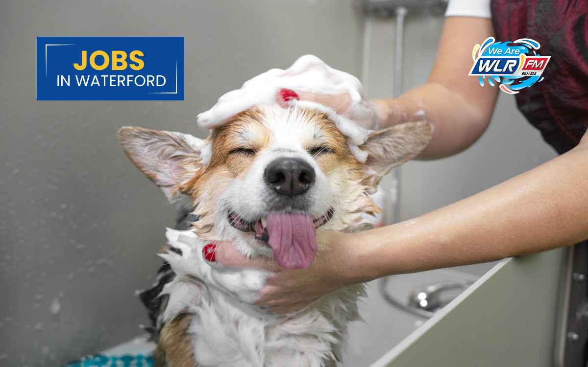 Dog Grooming