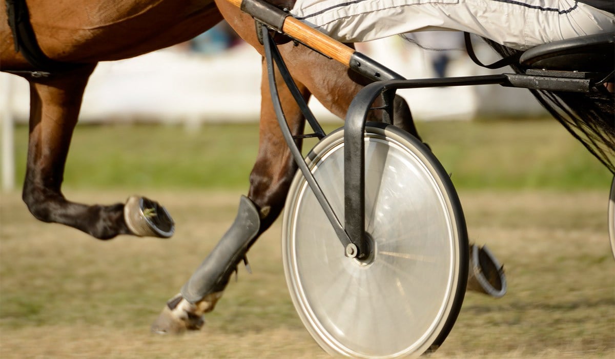 Horse 2