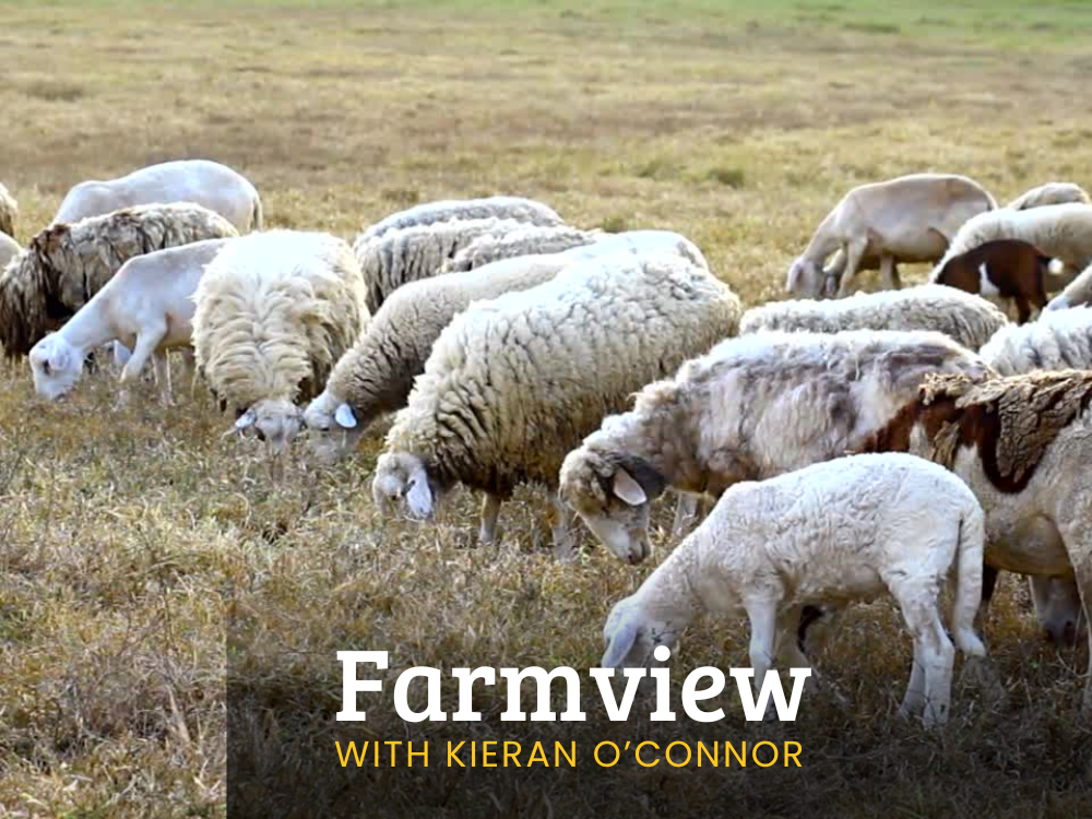 Listen Back: Farmview Aug 1st 2024