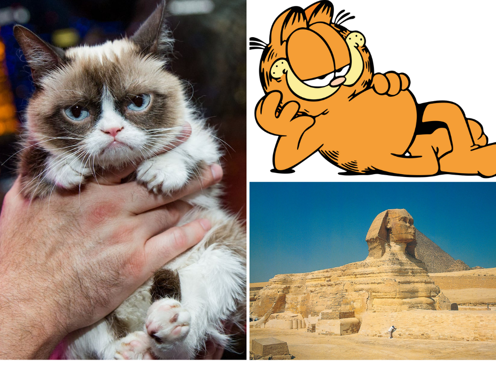 international cat day quiz
