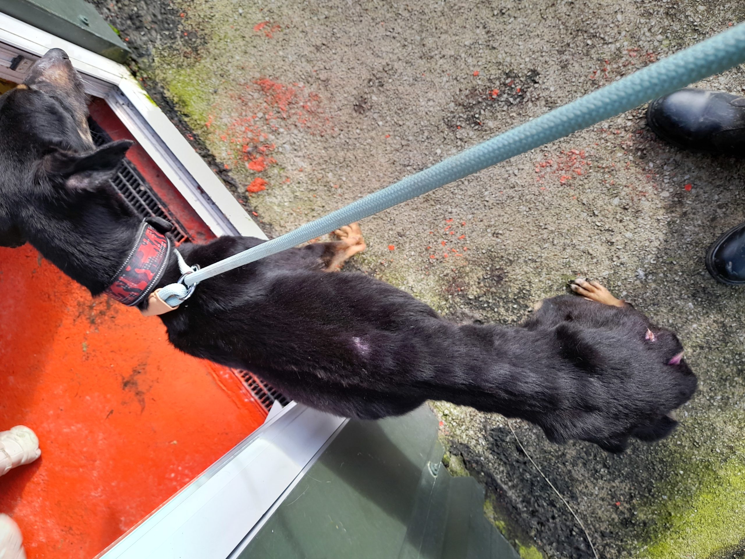 Dog (Ted) before being taken into the care of the SPCA.