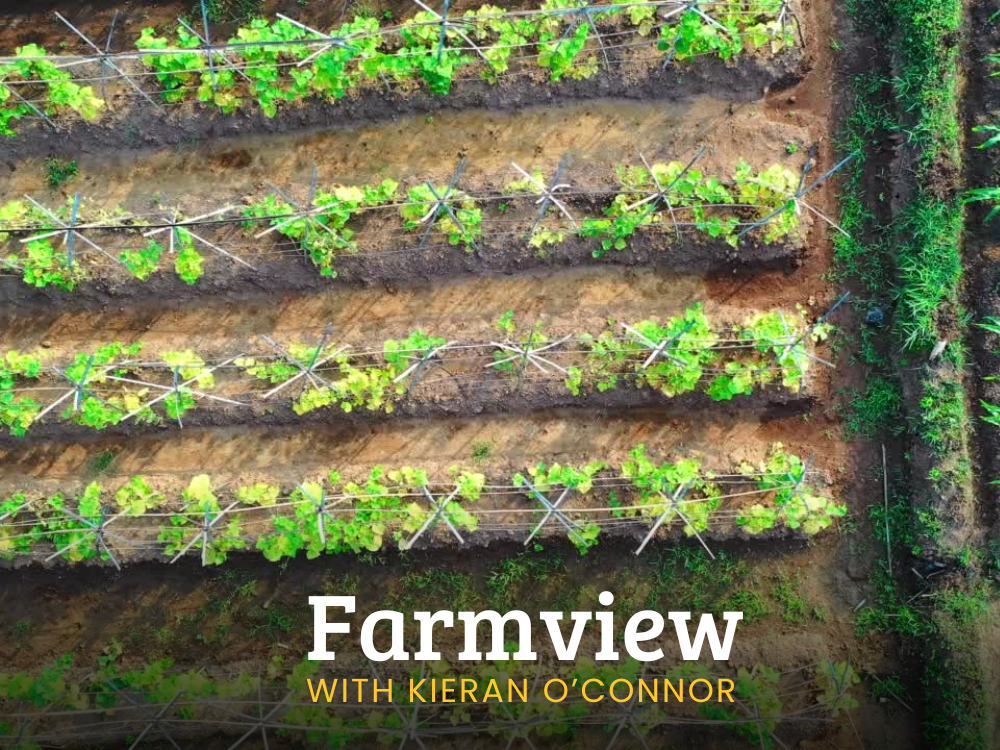 Farmview December 5th 2024
