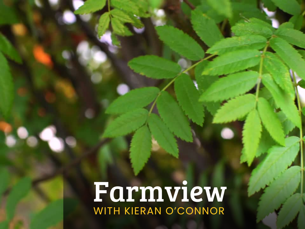 Farmview Aug 29th 2024