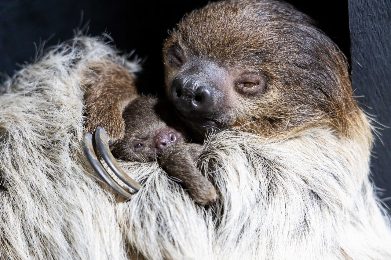 Fota baby sloth
