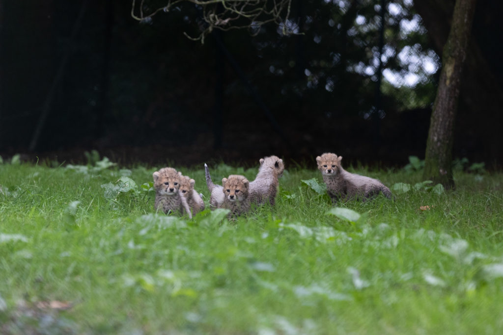 cheetah cubs Fota Wildlife Park