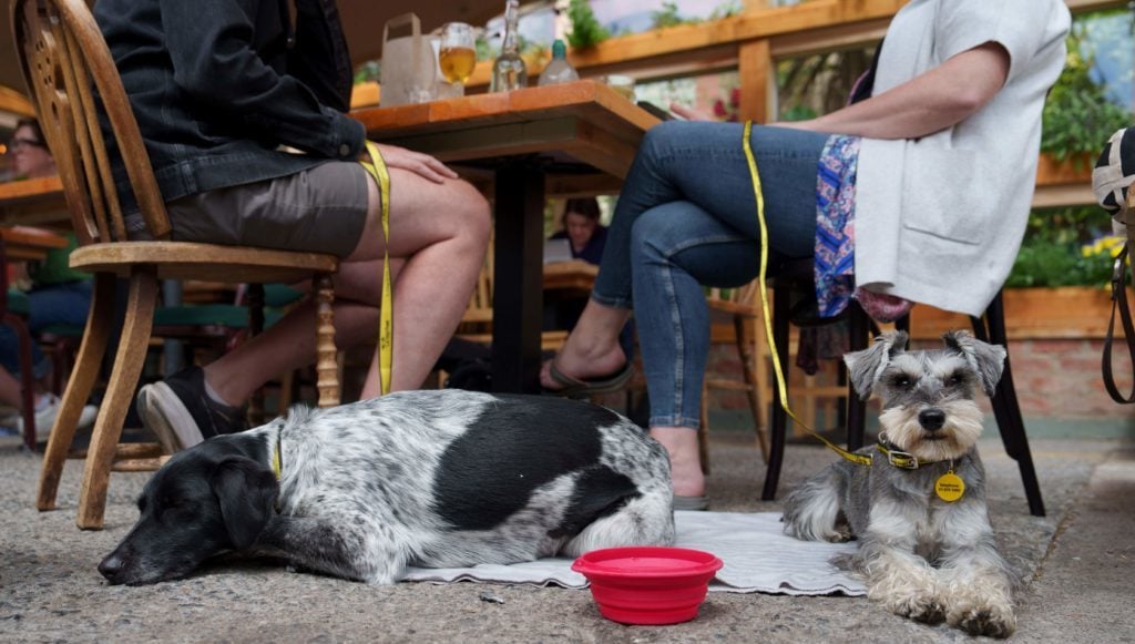 dog friendly services