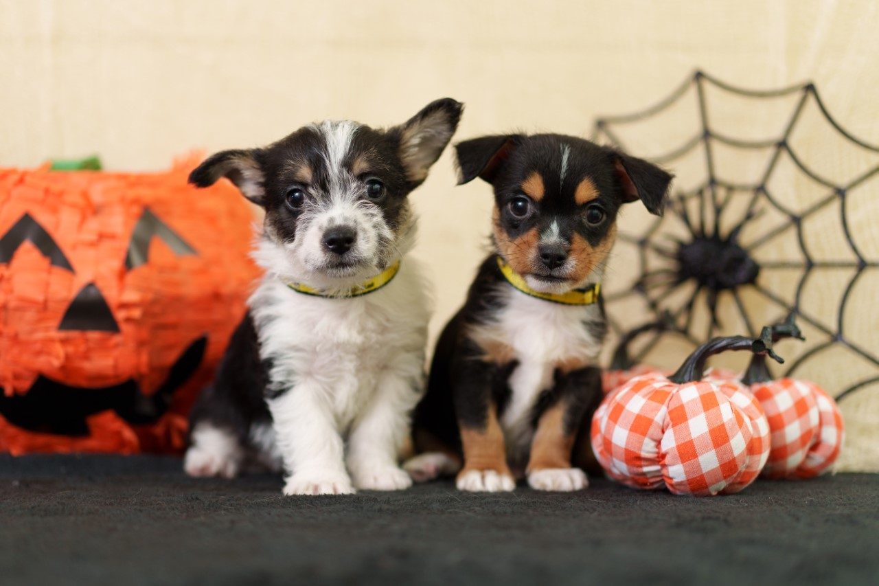 dogs trust hallowe'en