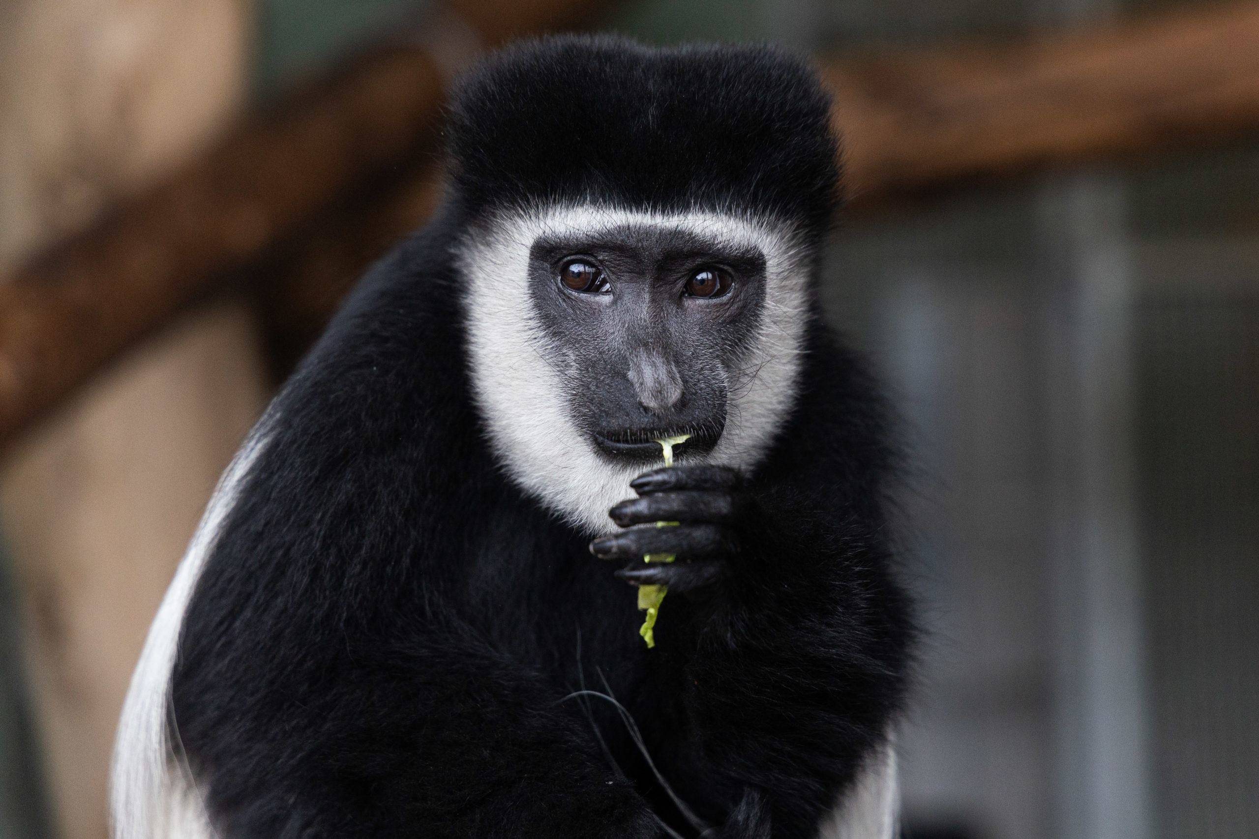 Colobus monkey
