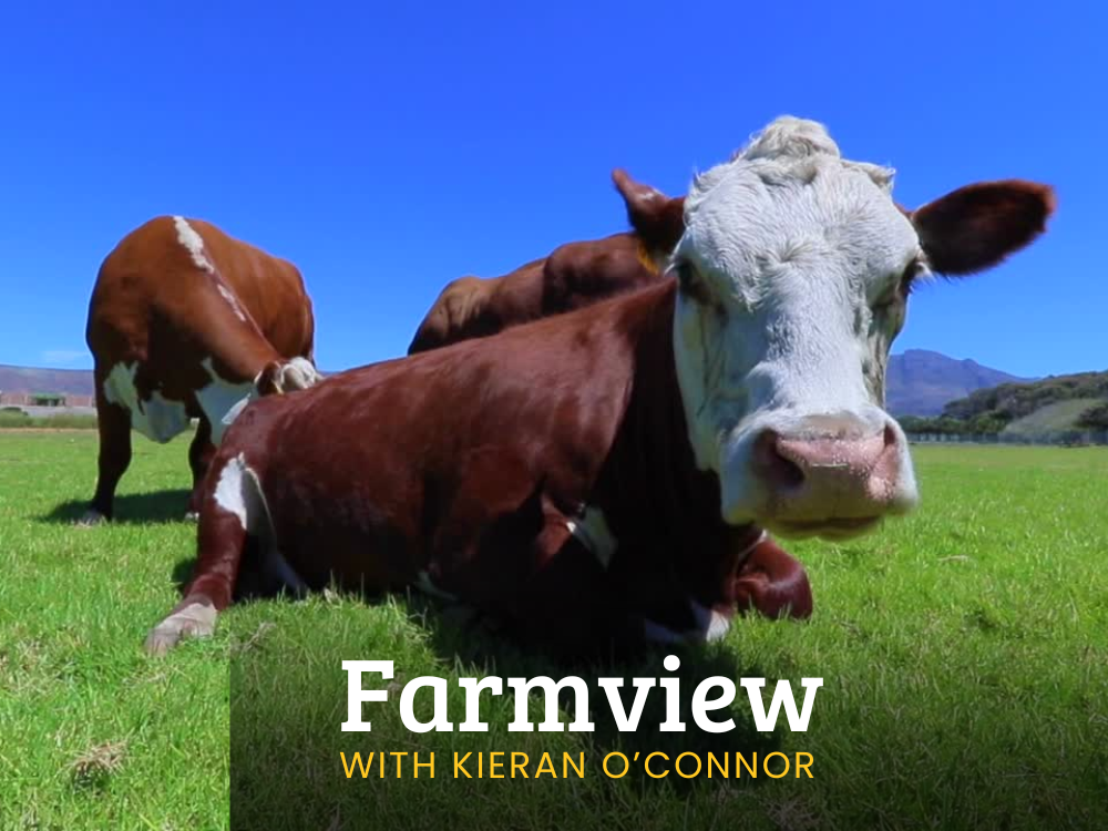 Farmview Aug 22nd 2024
