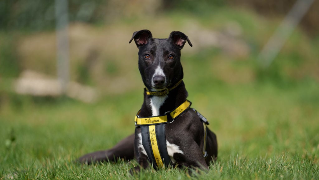 miracle dog gracie dogs trust ireland