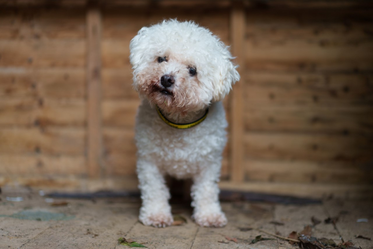 dogs trust puppy farming