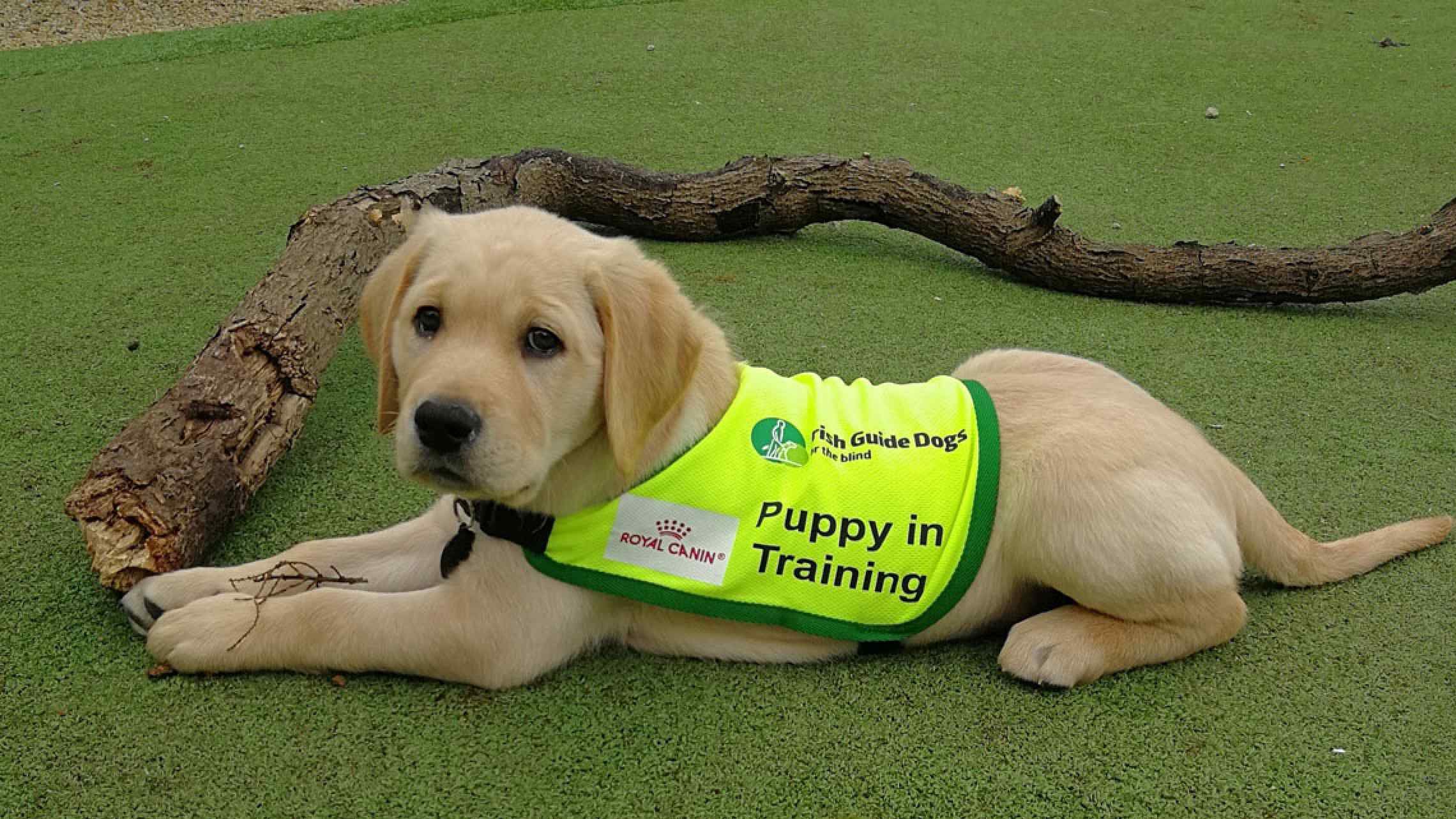 puppy raisers