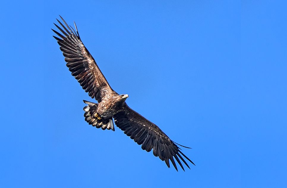white tailed eagle