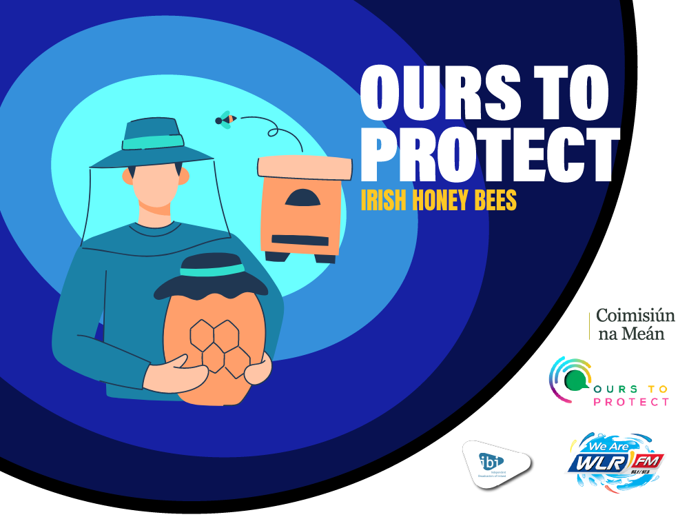 Ireland's native honey bee